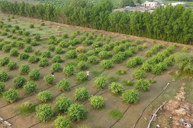 The fund financed agricultural projects worth 7.1 million dollars to support afforestation and expand vegetation cover. SPA