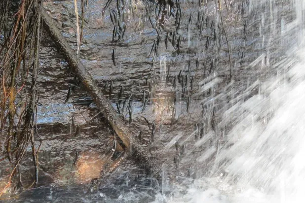 Members of a species of shellear fish, scientific name Parakneria thysi, crossing the second level of Luvilombo Falls, a waterfall in the Democratic Republic of Congo, in April 2020, in this photograph released on April 1, 2026. (Pacifique Kiwele/Handout via Reuters)