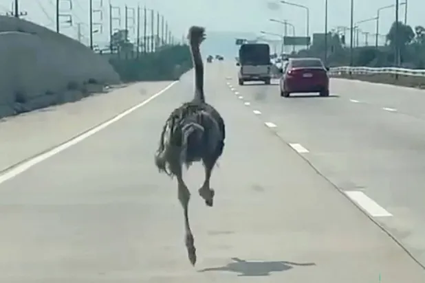 This frame grab from a handout video courtesy of Chairat Sompong taken and released on April 7, 2026 shows an ostrich running along a highway in Thailand's Chonburi province. (Photo by Handout / Courtesy of Chairat Sompong / AFP) 