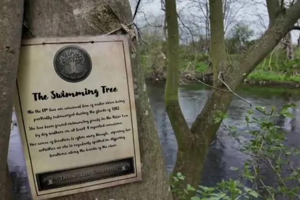 There are currently 16 trees in Hackney Marsh's which feature stories