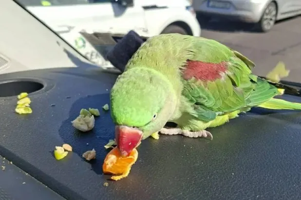 ما يعرف اسمه لا يضيع طويلاً (مطار دبلن)