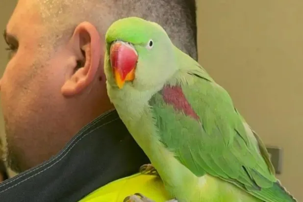 The parrot was discovered by airport police near Terminal One after being spotted perched on a rubbish bin and was taken care of by staff until the owner could be found (Dublin Airport)