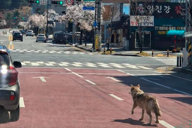 This picture taken and released on April 8, 2026 by Daejeon Fire Headquarters via Yonhap shows a wolf that escaped from a zoo walking on a road in Daejeon. (Photo by YONHAP / AFP) 