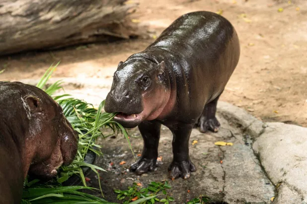 (FILES) Moo Deng (R), a 1-year-old female pygmy hippo who became a viral internet sensation, eats birthday cake with her mother at Khao Kheow Open Zoo in Chonburi province on July 10, 2025. (Photo by Chanakarn Laosarakham / AFP)