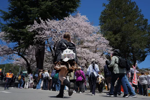 Foreign and Japanese visitors arrive at the entrance of Arakurayama Sengen Park Wednesday, April 8, 2026, in Fujiyoshida, Yamanashi Prefecture, west of Tokyo. (AP Photo/Eugene Hoshiko)