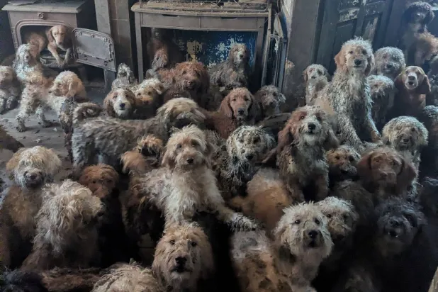 This undated handout photo released to AFP on April 9, 2026 from the Royal Society for the Prevention of Cruelty to Animals (RSPCA) shows an image of poodle-cross dogs being kept in one home, at an undisclosed location in Britain. (Photo by Handout / ROYAL SOCIETY FOR THE PREVENTION OF CRUELTY TO ANIMALS (RSPCA / AFP)