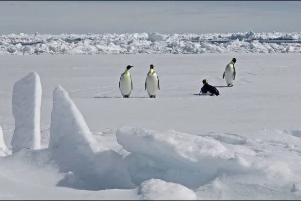 This handout photograph released by The British Antarctic Survey on April 8, 2026, shows Emperor Penguins on Antarctica on November 13, 2010. (Photo by PETER BUCKTROUT / BRITISH ANTARCTIC SURVEY / AFP) 