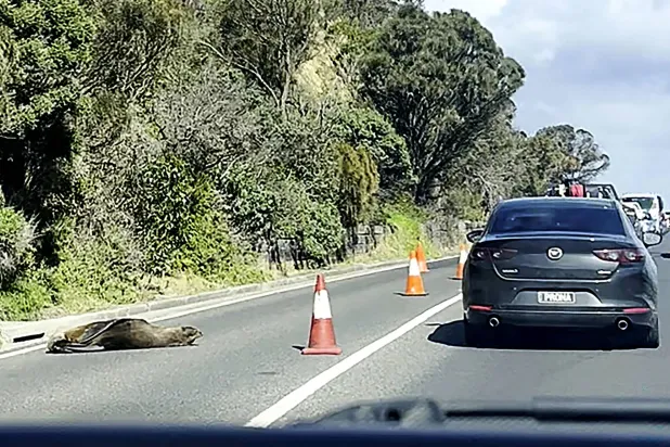 This frame grab from handout video footage by Laura Ellen taken on April 10, 2026 shows traffic along a road in the seaside Australian town of Dromana, located south of Melbourne in the southern state of Victoria, that was briefly diverted after a local seal decided to take a nap. (Photo by Handout / LAURA ELLEN / AFP) 