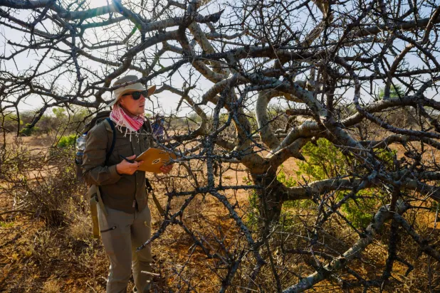 Stephen Johnson gathers data on a large, healthy Commiphora myrrha tree, the source of myrrh, Saturday, Jan. 10, 2026, in Sanqotor, Ethiopia. (AP Photo/Julianne Gauron)