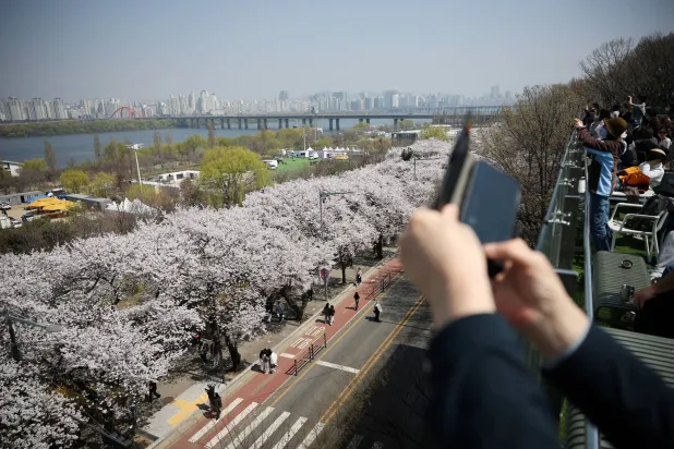 People walk by blooming cherry blossoms in Seoul, South Korea, April 2, 2026. REUTERS/Kim Hong-Ji