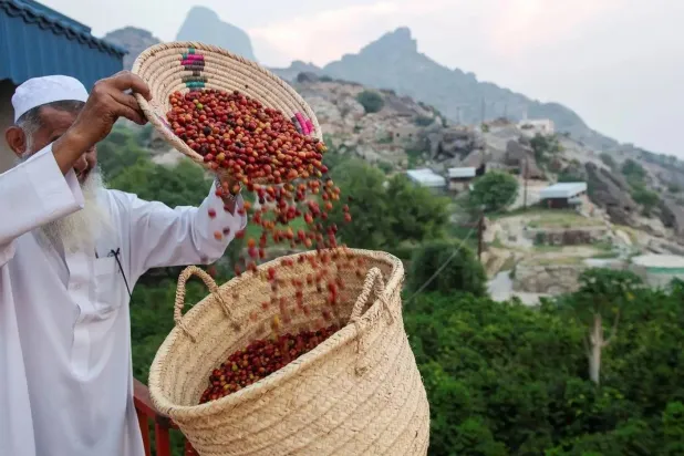 أحد المزارعين يجمع البن بمنطقة جازان (واس)