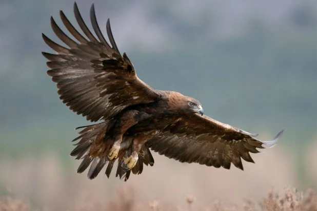 A golden eagle soars over Britain’s skies (Shutterstock)