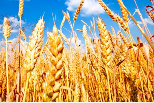 شهد الموسم الحالي قفزة نوعية في المساحات المزروعة بمحصول القمح (الوزارة)