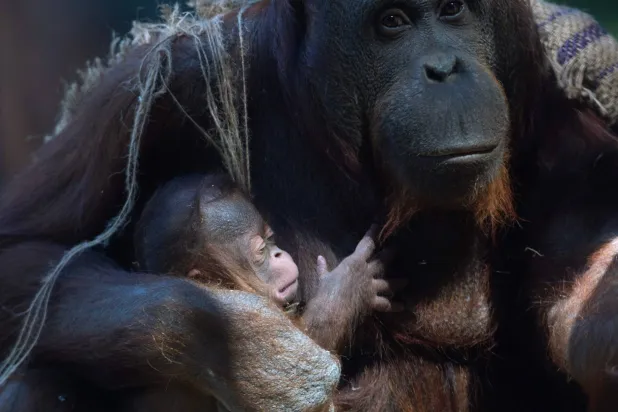 Surya, a female Bornean orangutan (Pongo pygmaeus), cradles her newborn on April 15, 2026 at the Madrid Zoo Aquarium, in Madrid. (Photo by Pierre-Philippe MARCOU / AFP)
