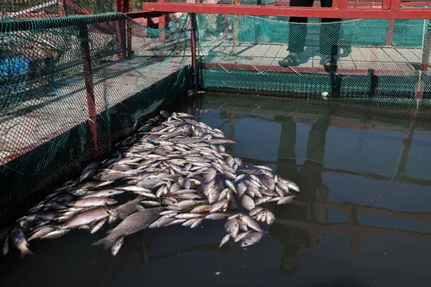 An Iraqi fish farmer stands over dead fish floating in a tank at his farm in the town of Zubaydiya, near the city of Kut in southern Iraq on April 14, 2026. (AFP)