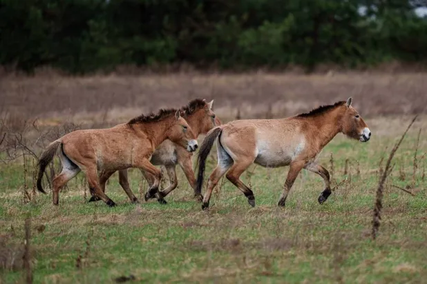 Wild Przewalski horses graze in a forest inside the Chernobyl exclusion zone, Ukraine, Wednesday, April 8, 2026. (AP)