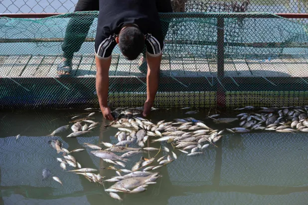 يجمع مربي أسماك عراقي أسماكاً نافقة من حوض في مزرعته ببلدة الزبيدية قرب مدينة الكوت جنوب العراق (أ.ف.ب)