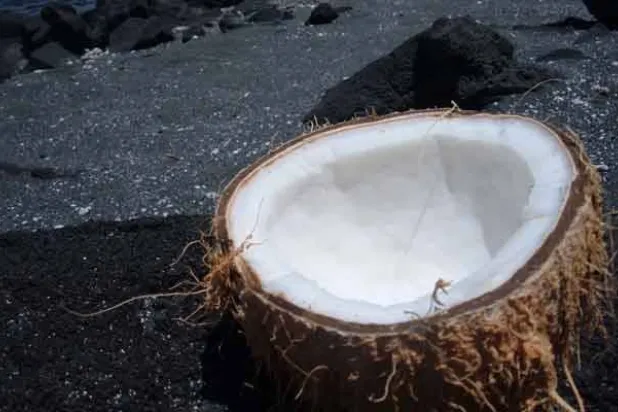 يسهم جوز الهند الطازج في إبطاء امتصاص السكر (أرشيفية-رويترز)