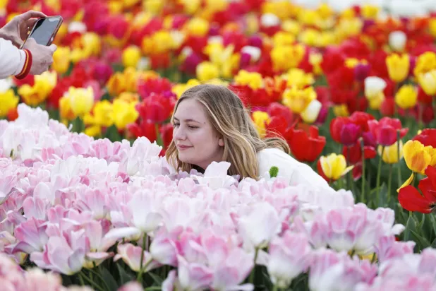 زائرة تلتقط صوراً مع زهور التوليب في سانت ألبانز (إ.ب.أ)