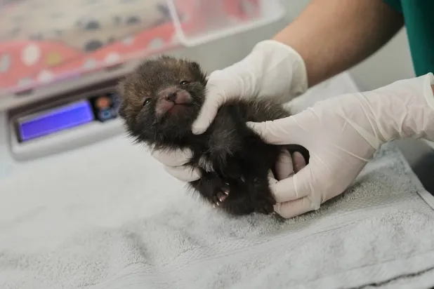 A baby fox is treated at the Wildlife Veterinary Hospital in Maisons-Alfort, outside Paris, April 17, 2026. (AP) 