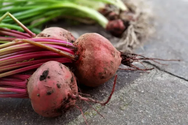 Pancar, doğal nitratlar açısından zengin bir kök sebzedir (Pexels).