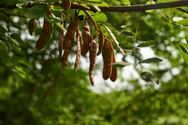 بذور تعيد إلى الماء صفاءه (شاترستوك)