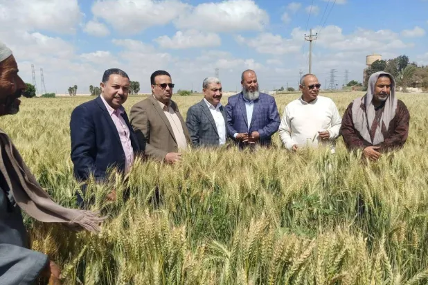 مصر تعول على زيادة حصتها من القمح المحلي لتخفيض فاتورة الاستيراد (وزارة الزراعة المصرية)