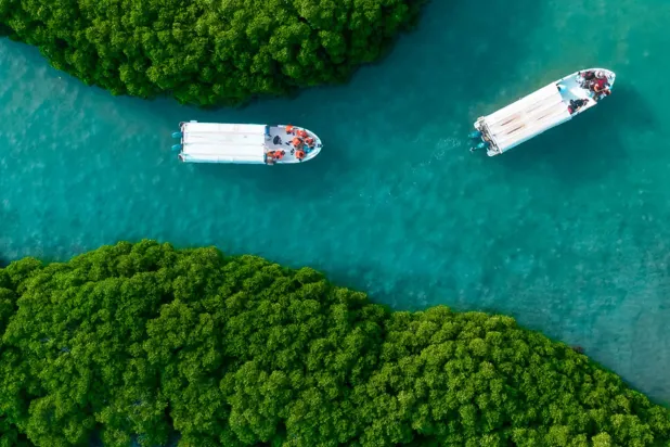 قوارب تعبر بين أشجار المورينغا في جزيرة فرسان في جازان جنوب السعودية (وزارة السياحة)