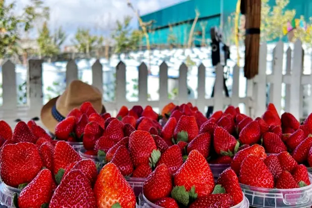 فراولة في إحدى المزارع السعودية (وزارة السياحة)