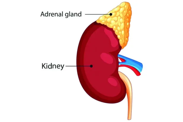 هرمون الألدوستيرون عامل مساهم في ارتفاع ضغط الدم