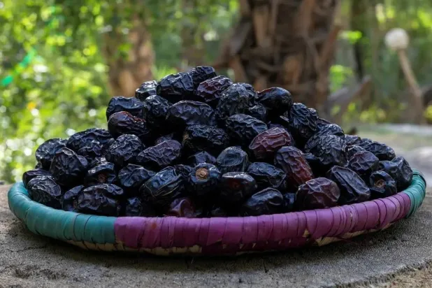 تمتلك المدينة المنورة ميزة نسبية استثنائية في إنتاج التمور وصناعاتها التحويلية (واس)