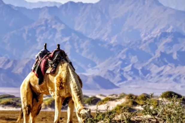 محمية نبق بجنوب سيناء (وزارة السياحة والآثار)