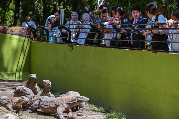 A delegation from Japan's iZoo inspects the Komodo dragon enclosure at Surabaya Zoo in Surabaya on April 29, 2026. (Photo by JUNI KRISWANTO / AFP)