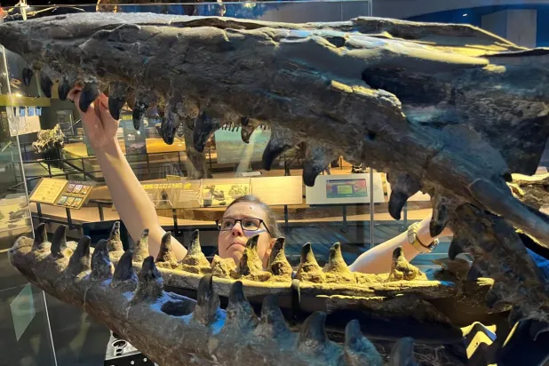 Bilim insanları, büyük beyaz köpekbalıklarının iki katı büyüklüğünde yeni bir deniz T-rex'i keşfetti (Perot Doğa ve Bilim Tarihi Müzesi)
