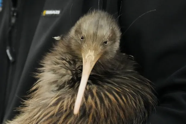 A staff member of a conservation organization carries a kiwi bird during an event at Parliament in Wellington, New Zealand, on Tuesday, April 28, 2026. (AP Photo/Charlotte Graham-McLay)