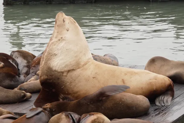 لا يطلب الانتباه... لكنه يحصل عليه (أ.ب)