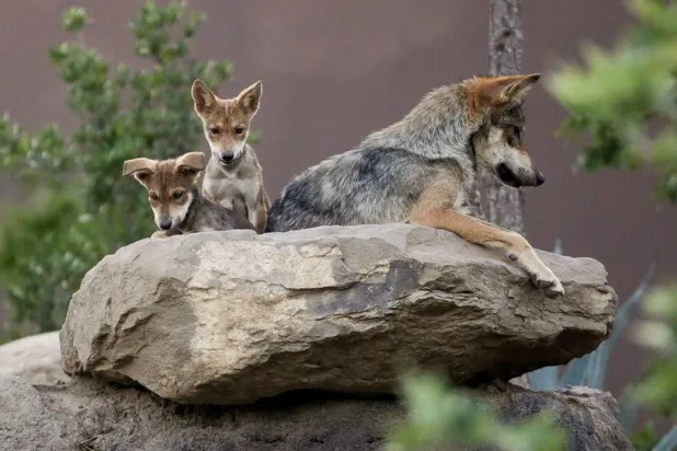 Mexican gray wolf cubs, an endangered native species, are seen in their enclosure at the Museo del Desierto in Saltillo, Mexico July 2, 2020. (Reuters)