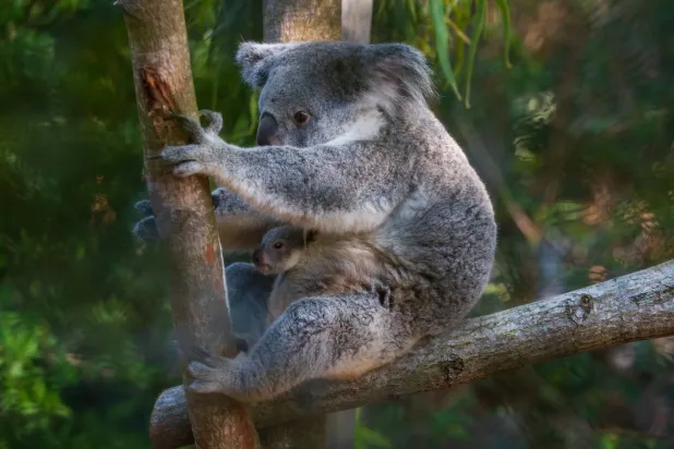 This photo provided by the Palm Beach Zoo Conservation Society Clearance shows a koala named Ellin and her newborn joey in a habitat at the Palm Beach Zoo Conservation Society in West Palm Beach, Fla., on Saturday, April 18, 2026. (John Towey/Palm Beach Zoo Conservation Society via AP)
