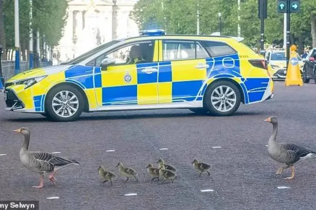 The family of geese casually crossing the road... with the help of a police escort (X) 