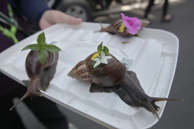  An owner decorates the snail racers with flowers during a snail race in Fenglin town, Hualien County, eastern of Taiwan, Saturday, May 2, 2026. (AP) 