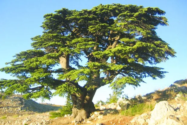 أرز لبنان الذي تغنى به الشعراء وباعه التجار