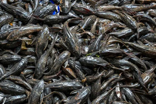 The sapu-sapu was introduced to Indonesia from South America, brought in to keep aquariums algae free but chucked into rivers as they outgrew their tanks. BAY ISMOYO / AFP
