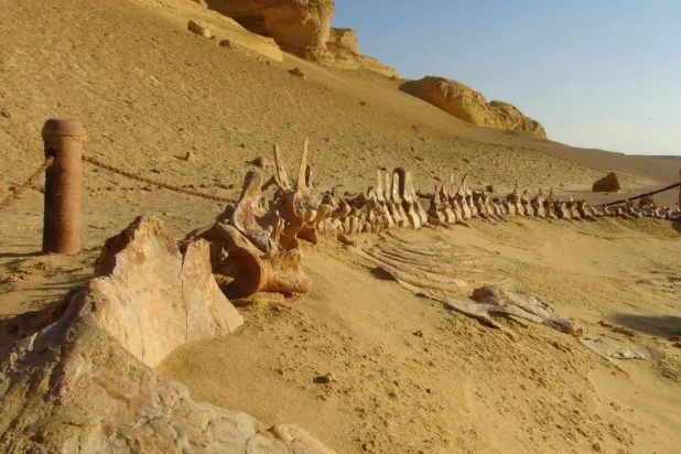 وادي الحيتان من المحميات الطبيعية النادرة بمصر (وزارة البيئة)