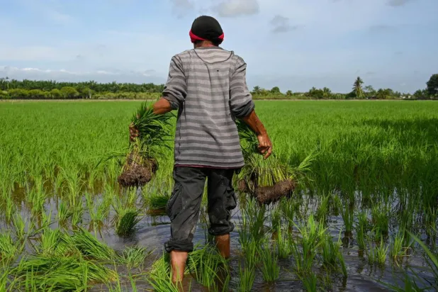 A farmer carries rice seedlings to plant in a paddy in Sekinchan, Malaysia's Selangor state. Mohd RASFAN / AFP/File
