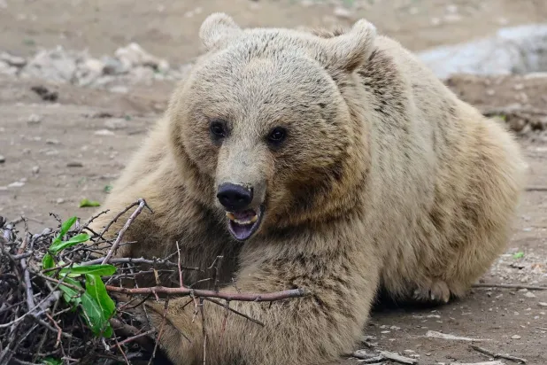 A bear, who was rescued from captivity, is seen in an enclosure at the Foundation for the Preservation of Wildlife and Cultural Assets (FPWC) - in Armenia's highlands near the village of Urtsadzor, 68km from Yerevan, on April 21, 2026. (Photo by KAREN MINASYAN / AFP)