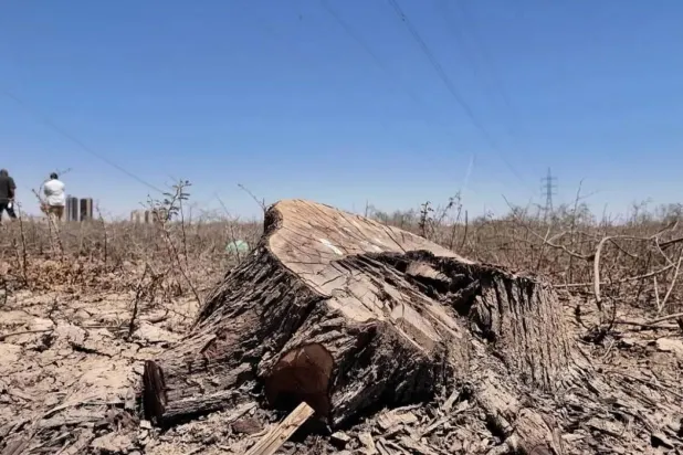 Damage to Sudan’s forests caused by the war and indiscriminate tree cutting (Asharq Al-Awsat)