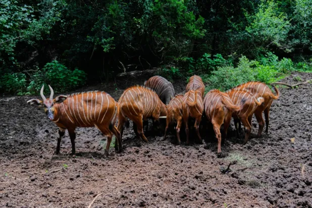 Critically endangered mountain bongos feed in a forest enclosure at the Mount Kenya Wildlife Conservancy in Nanyuki, Laikipia County, Kenya, Saturday, May 9, 2026. (AP Photo/Brian Inganga)