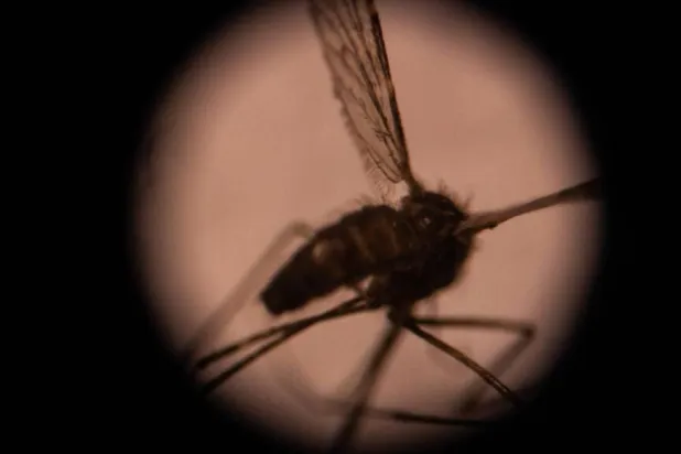 Our greatest nemesis. By transmitting diseases, mosquitoes kill three quarters of a million people a year. Olympia DE MAISMONT / AFP/File
