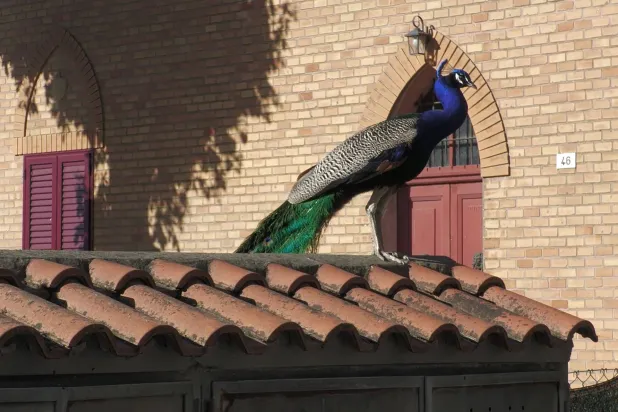 This screen grab taken from an AFP Video on May 12, 2026, shows a wild peacock standing on a roof in Punta Marina, north-eastern Italy. (Photo by Francesco GILIOLI / AFP)