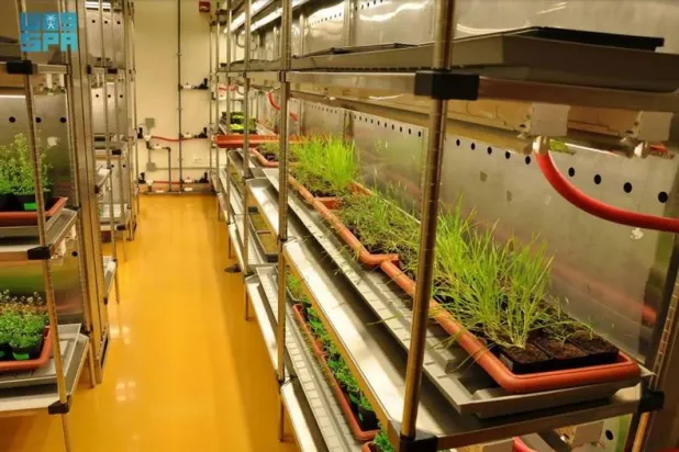 Saudi Arabia: KAUST Study Reveals How Plants Protect Photosynthesis During Extreme Heat